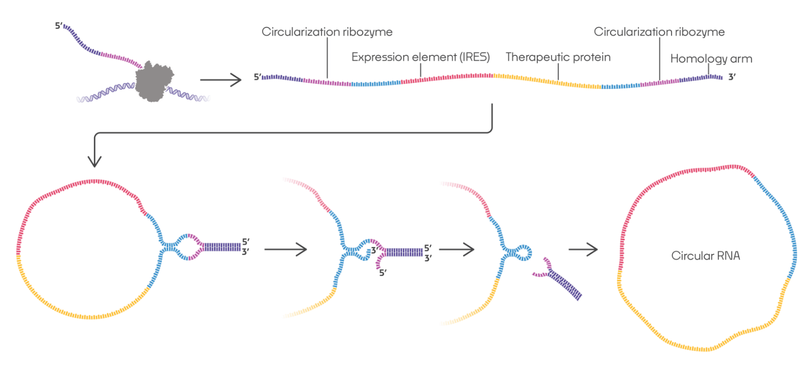 Scientific illustration depicting the circularization of linear RNA